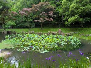 大賀ハス池の菖蒲