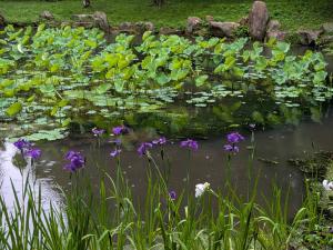 大賀ハス池の菖蒲の花