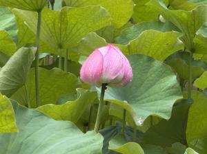 つぼみ