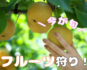 フルーツ狩り