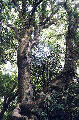 ヤブツバキの巨樹の画像