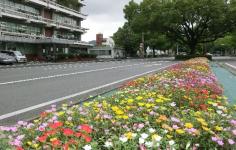 花と岐山通の写真