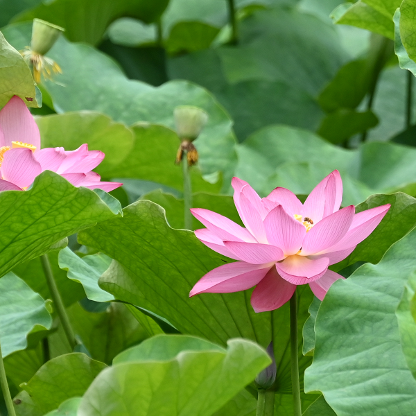 大賀ハスの花