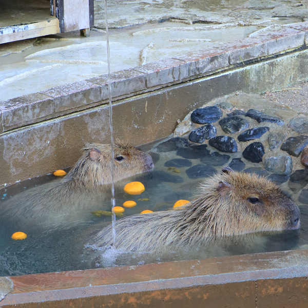 温泉を楽しむカピバラ