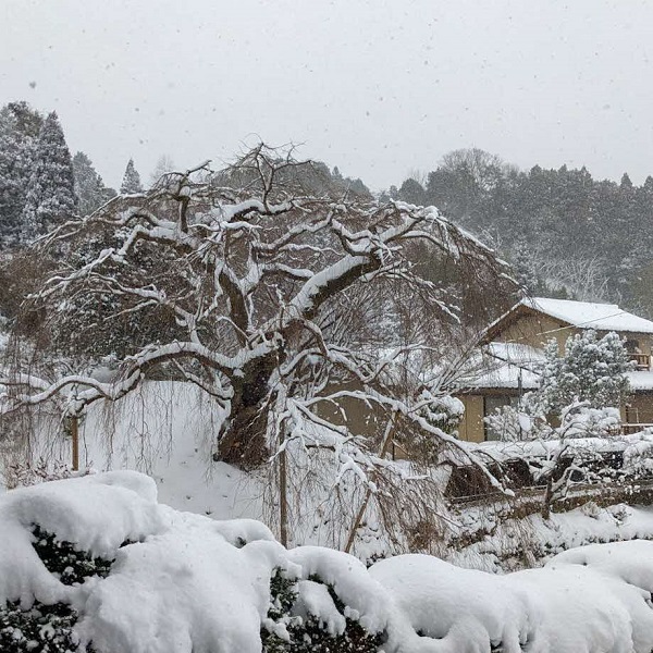 雪の積もった弾正糸桜