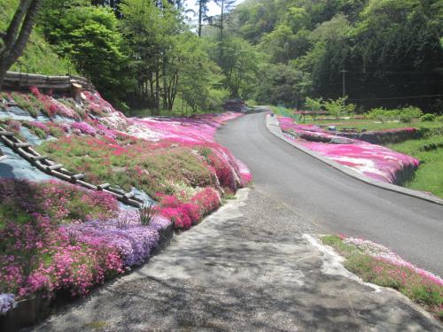 芝桜2