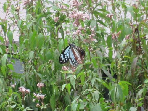 アサギマダラ１