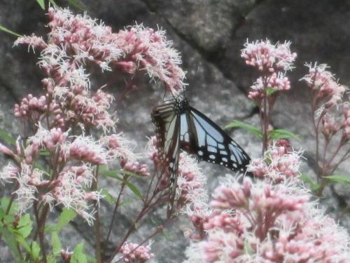 アサギマダラ２