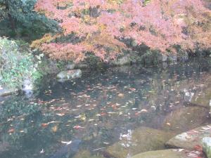 清流通りの紅葉2