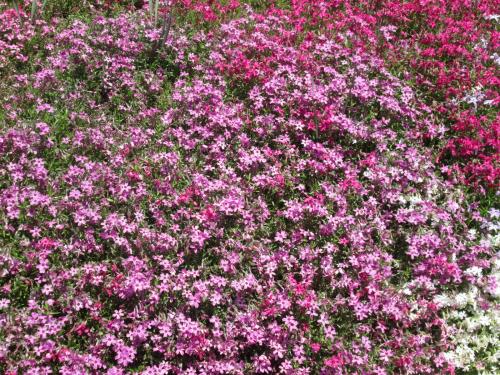 芝桜３