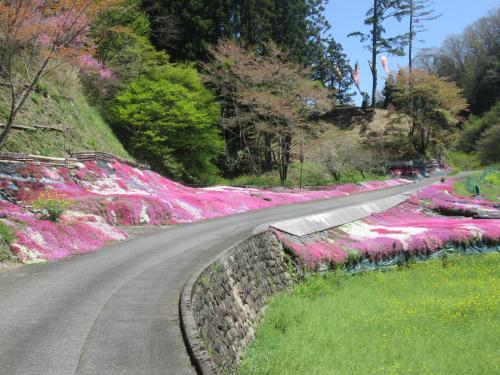 芝桜１