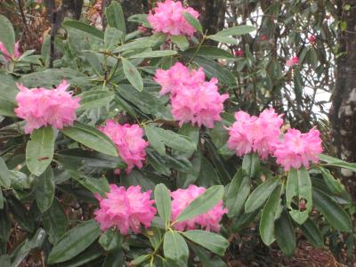 080501しゃくなげ長野山