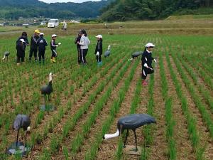 稲刈りの終わった田で、ツルのデコイ（模型）と小学生が写っています。