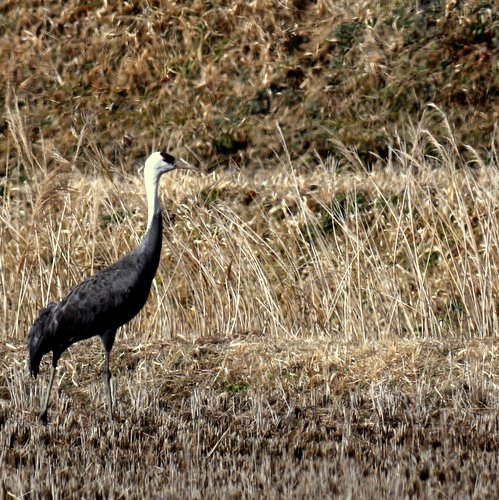 ナベヅルが写っている写真です