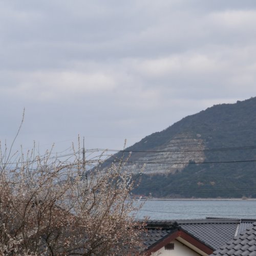 大津島から梅と海を写した写真です