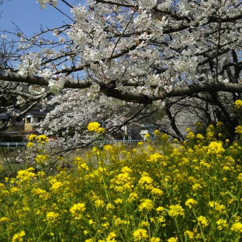 桜の菜の花の写真です