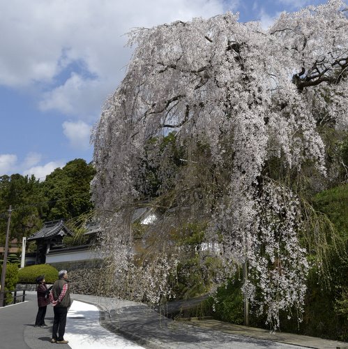 鹿野地域の大きな桜の木の写真です