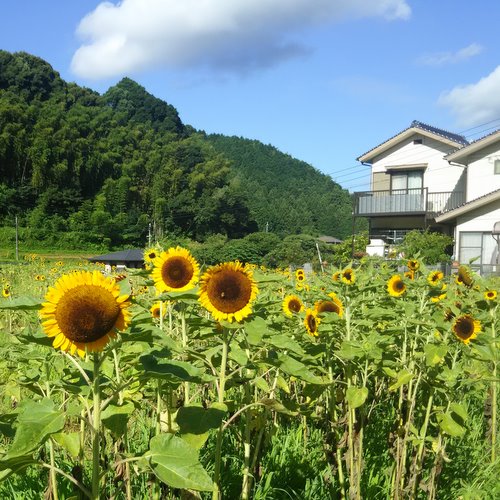 青空とひまわりが写っています。