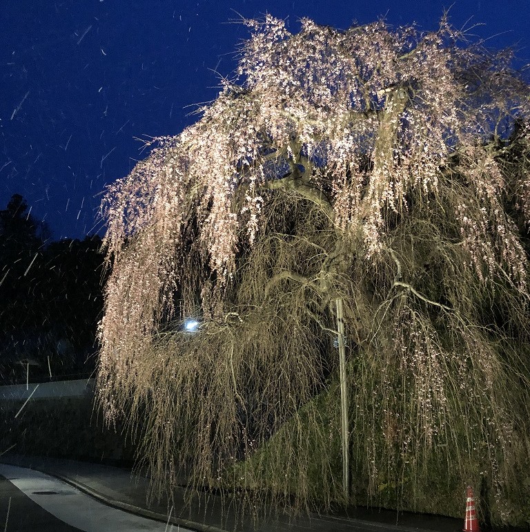 弾正糸桜のライトアップの写真です