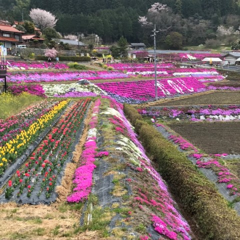 大道理芝桜の写真です