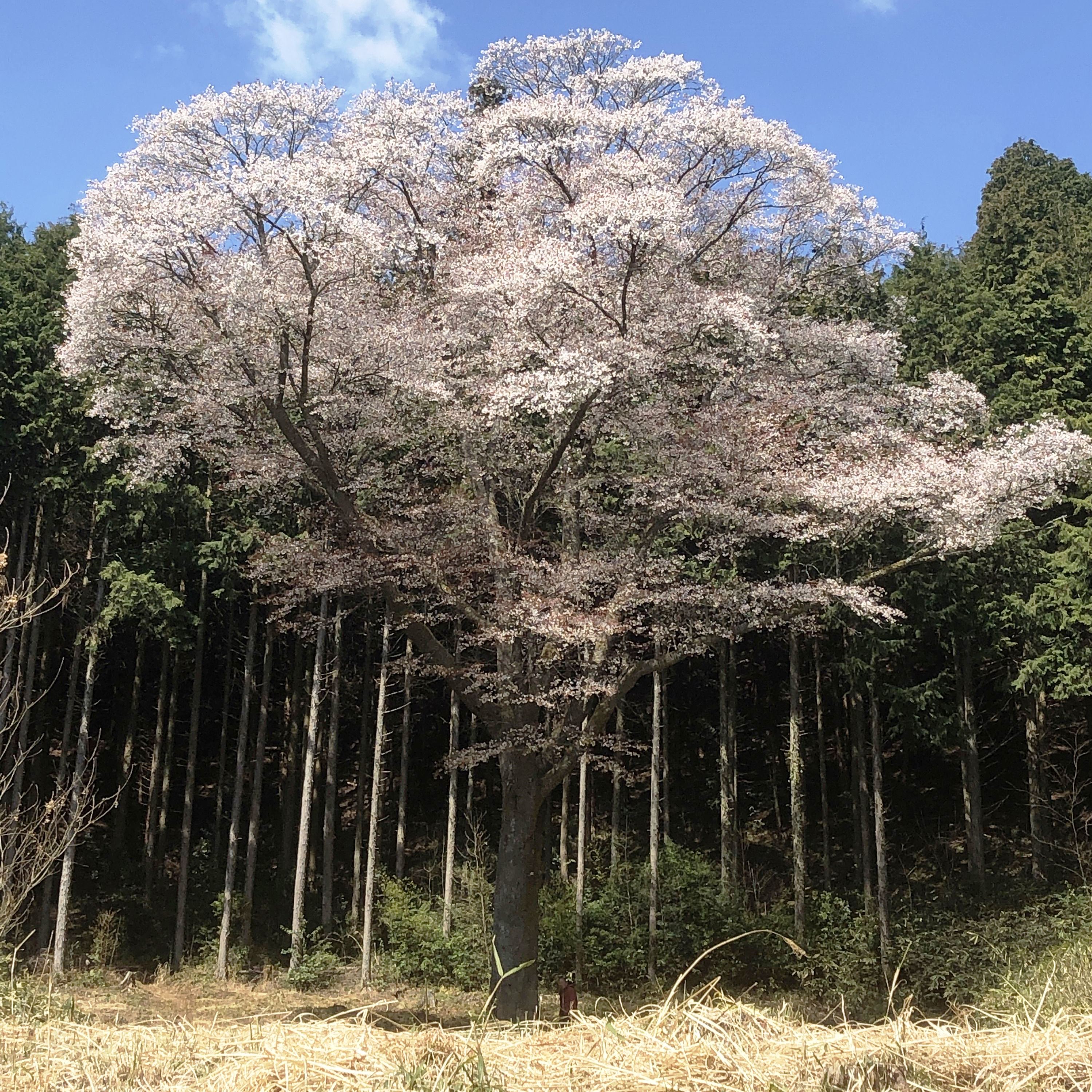 金松桜写真