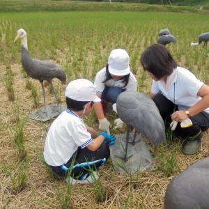 飛来する鶴のためにデコイを設置