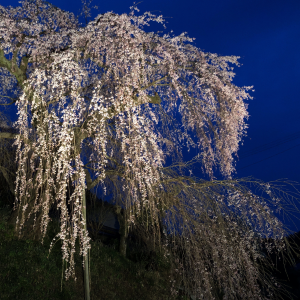 ライトアップされた桜