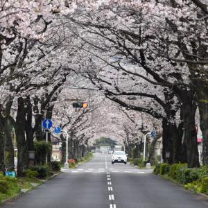 桜並木のアーチ 山口県周南市