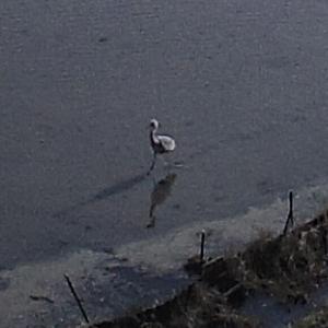 無人カメラで撮影されたマナヅル