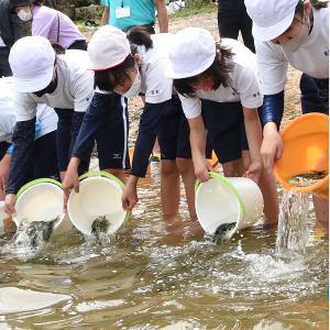 トラフグ稚魚放流