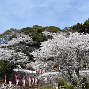 川崎観音の桜の木