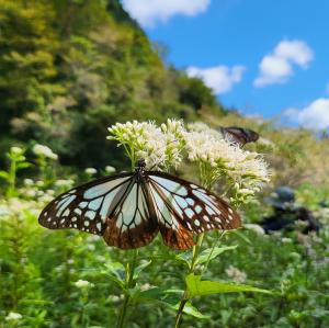 フジバカマに止まるアサギマダラ