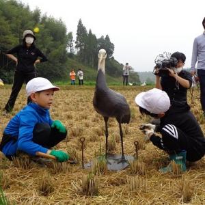 ツルのデコイを設置する八代小児童