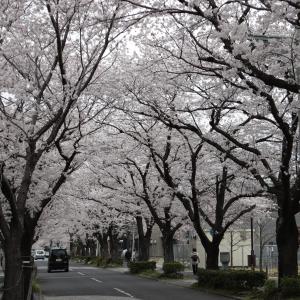 道の両側に咲く満開の桜