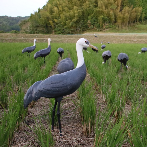 設置されたツルのデコイ