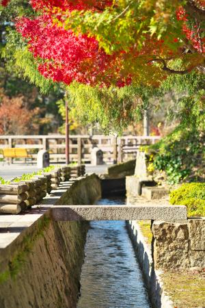 清流通りの紅葉