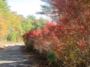 長野山の紅葉