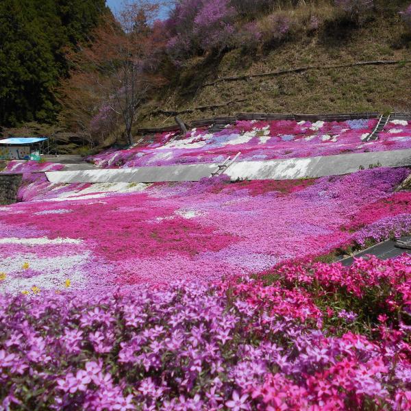 鹿野地域の芝桜